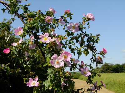 A  dog  rose  bush. Latin : Rosa  canina