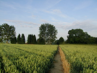 The  path  to  Ulcombe.