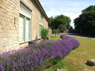 Beautiful  lavender