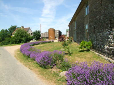 Roadside  lavender