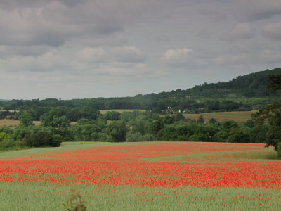 Lower  Barn  Farm , across  fields  of  red  poppies.
