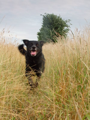 Max ; as happy as Larry !