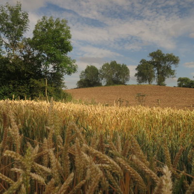 A  view  from  a  wheatfield.