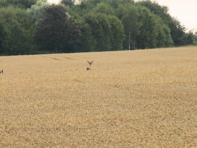 A  lone  deer  in  a  wheatfield , but........