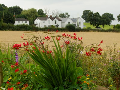 Nasturtium ,lillies and montbretia  fronting  weatherboarded  cottages . 