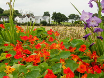 Flowers  beautify  the  cottages.