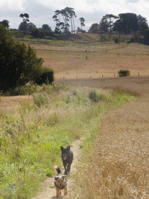 Looking  uphill  to  Pluckley.