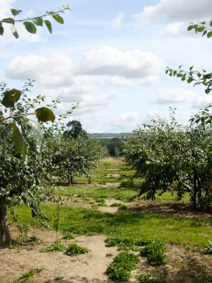 The  Greensand  Way  through  an  orchard.
