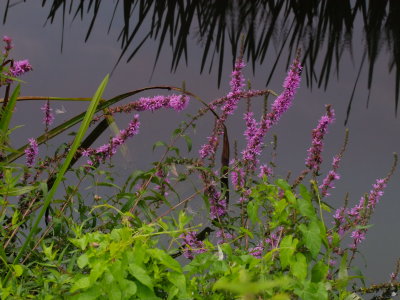 Purple  loosestrife  at  the  river's  edge.