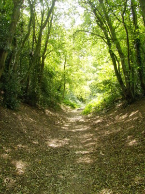 The  Devil's  Dyke.