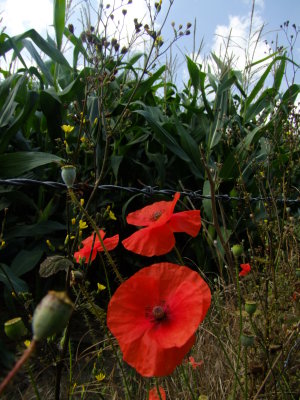 Red  field  poppies