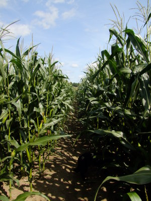 Footpath  through  the  field  of maize.