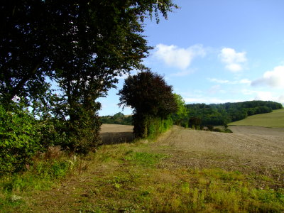 Field  boundary  near  Skeats  Wood.