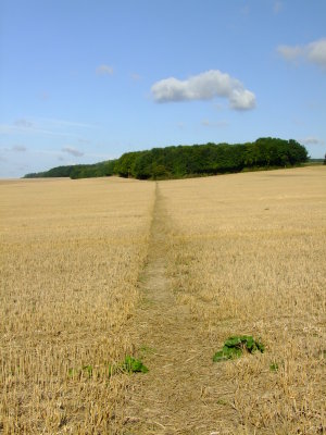 Looking  back , up  the  brae