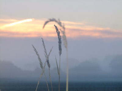 Rye  grass  in  a  misty  dawn