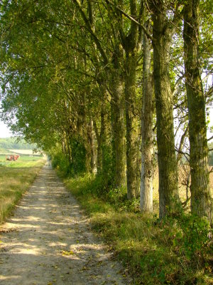 Trees  line  Wibberly  Way.