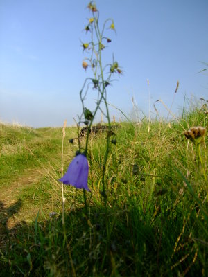 Dog  obscured  by  giant  flower.LOL.  a harebell , I think.