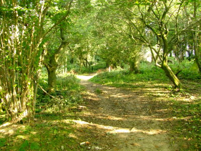 Walking  through  the  Nature  Reserve.