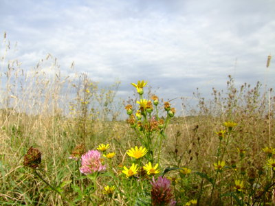 Wild  flowers  in  a  dry  field.