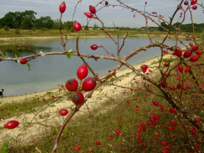 Rosehips  by  the  new  lake.