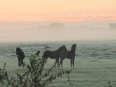 Ponies  in  a  misty  dawn.