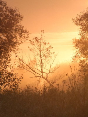 Tree  in  a  blaze  of  sunlight.