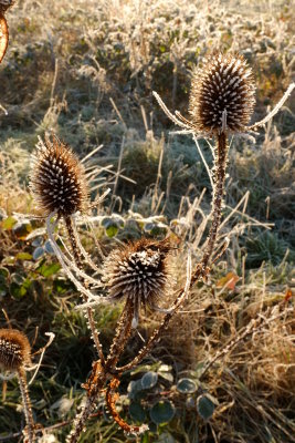 Frosted  teasels  on  a  sunny  morning.