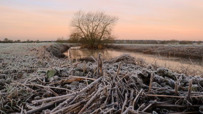 Frosty  river  bank  at  dawn.