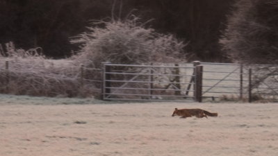 The  local  fox, slinking  home  after  a  night  out  on  the  town.