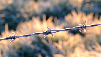 A  bokeh  of  barbed  wire !