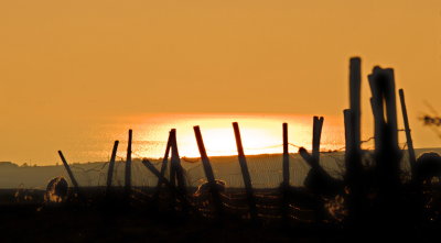 Old  fenceposts  in  the  sunset.