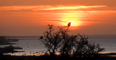 Birds  silhouetted  in  sunrise.