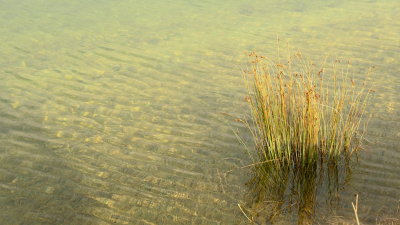 Grass  growing  near  the  edge  of  the  reservoir.