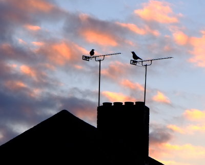 Two  songbirds  heralding  the  dawn - I wish !