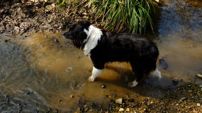 Lady , my Border  Collie , on  a  once  paved  crossing/ford.