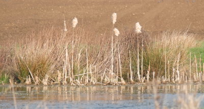 What's  left  of  last  year's bullrushes.
