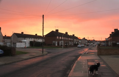 A  Border  Collie  at  dawn.