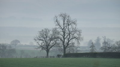 Stark  trees  in  early  morning  mists.