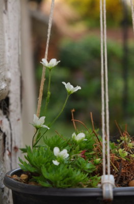 White  saxifrage , in  an  improvised  hanging  basket.