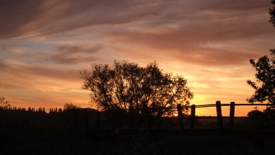 Dawn   at  the  footbridge , by  the  nursery ( just  outside  Abridge).