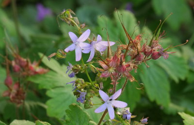 Mauve  campanula  with  naturalised  geranium  seed  pods.