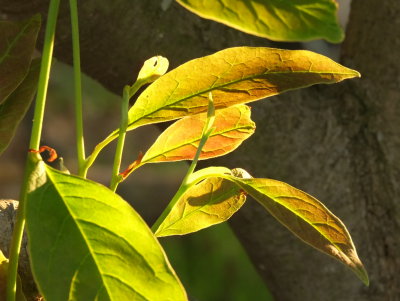 Magnolia  tree  leaves , in  the  sunset.