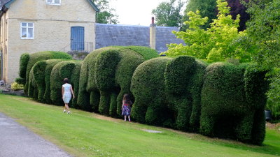 Elephants  on  the  grass .