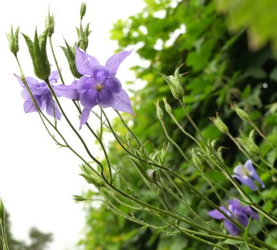 Aquilegia  blossom  from  a  wall.