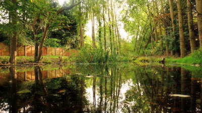 Reflections  in  a  pond , by  entrance  to  Southend  Farm.
