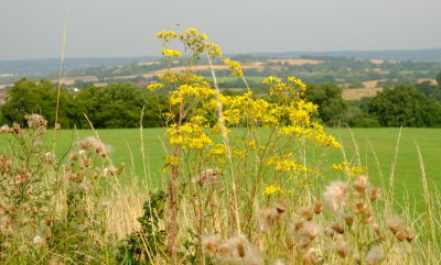 A  fly  hovers  over  ragwort , with  Monkhams  Hill, behind.