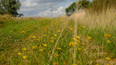 Dandelions  litter  the  banking.