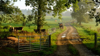 Farmland  by  Dale  Farm