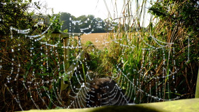 Giant  spider's  web  on  stile  LOL.