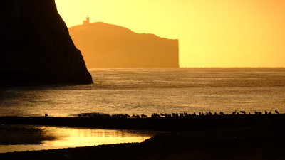 Sea  birds  greeting  the  sunrise.